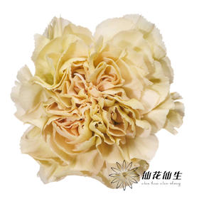 单头康乃馨 | 雷格马龙