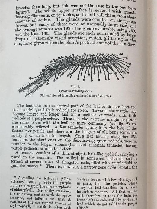 1908年 达尔文《食虫植物》配有插图 漆布精装32开 商品图7