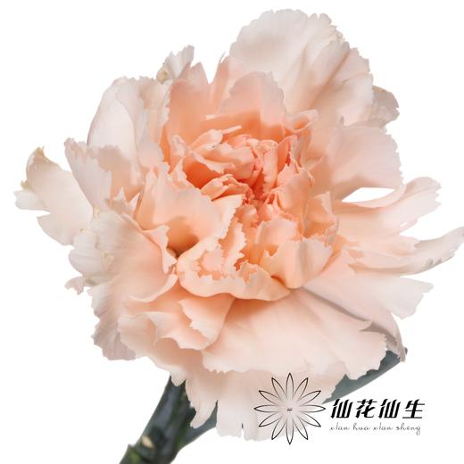 单头康乃馨 | 流光宜彩 商品图0