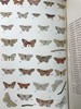 约20世纪早期 英国蝴蝶与蛾类图鉴 70页彩色插图 漆布精装大32开 商品缩略图12