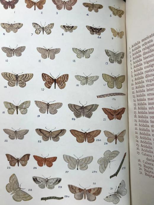 约20世纪早期 英国蝴蝶与蛾类图鉴 70页彩色插图 漆布精装大32开 商品图12