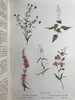 1909年 野外花卉图鉴 92幅彩色245幅黑白插图 漆布精装32开 商品缩略图5