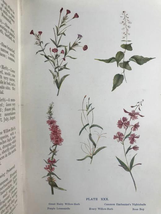 1909年 野外花卉图鉴 92幅彩色245幅黑白插图 漆布精装32开 商品图5