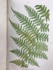 1861年 英国蕨类及其近缘植物 12幅套色版画插图 漆布精装36开 商品缩略图8