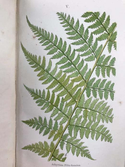 1861年 英国蕨类及其近缘植物 12幅套色版画插图 漆布精装36开 商品图8