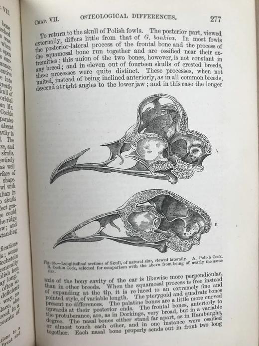 1875年 达尔文《动物和植物在家养下的变异》（全2卷） 43幅版画插图 真皮精装32开 商品图13