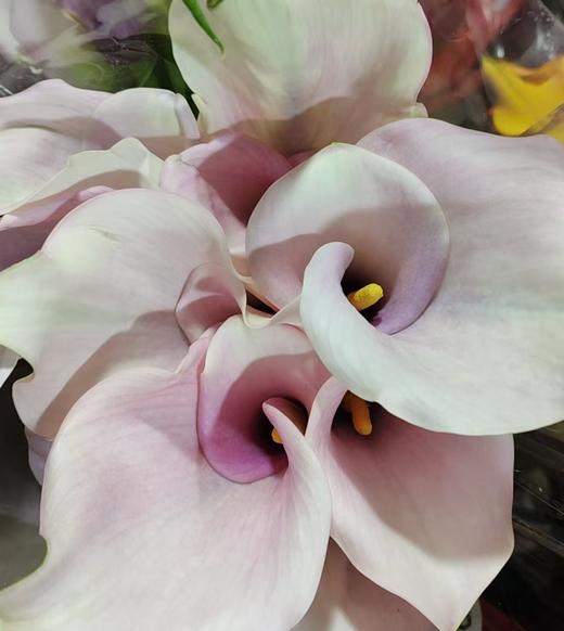 丽江马蹄莲 | 变异阿紫 商品图3