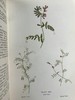 1909年 野外花卉图鉴 92幅彩色245幅黑白插图 漆布精装32开 商品缩略图13