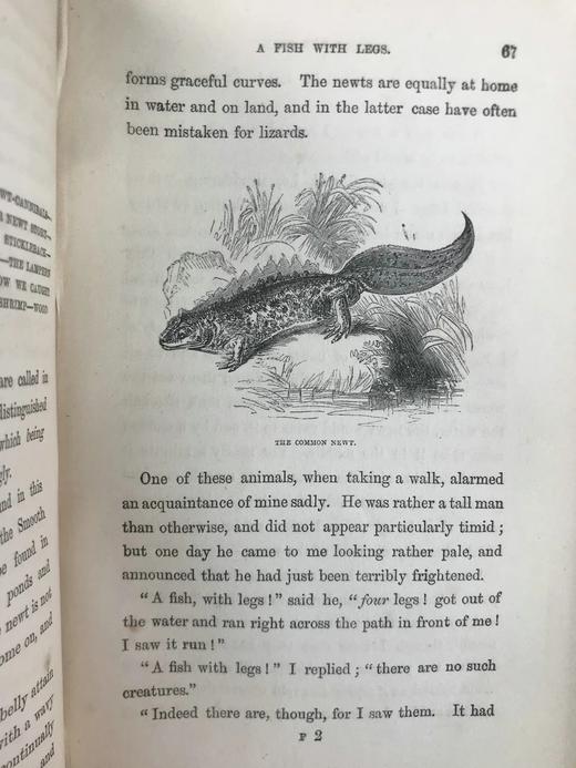 1861年 乡村常见事物图鉴 配多幅套色版画插图 漆布精装36开 商品图12