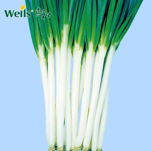 「专业种子」金长三号 大葱大田用种种子 低温伸长性和耐寒性好 商品图0