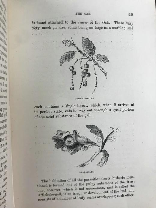 1886年 英国森林树木图鉴 百余幅插图 漆布精装32开 商品图14