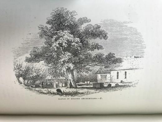 1886年 英国森林树木图鉴 百余幅插图 漆布精装32开 商品图9