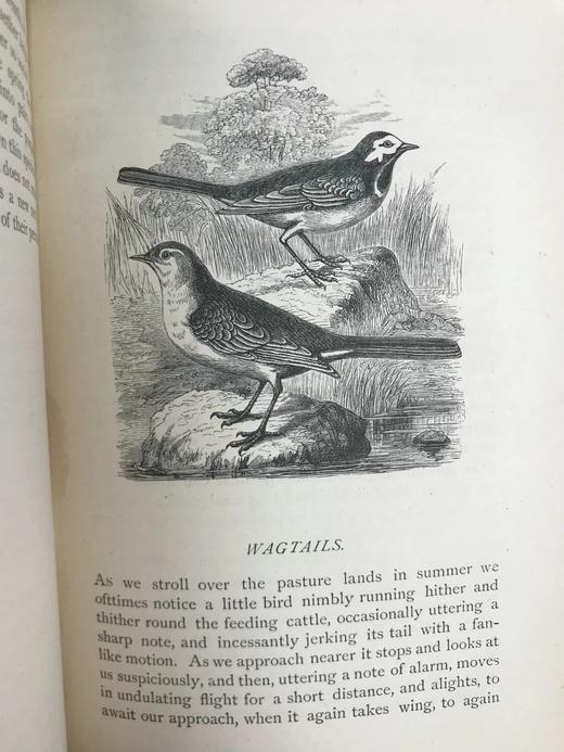 1882年 乡村鸟类生活 数十幅木版画插图 漆布精装32开 商品图7