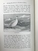 1900年 北方郡鸟类观察记录 1幅彩色40幅黑白插图 漆布精装32开 商品缩略图14