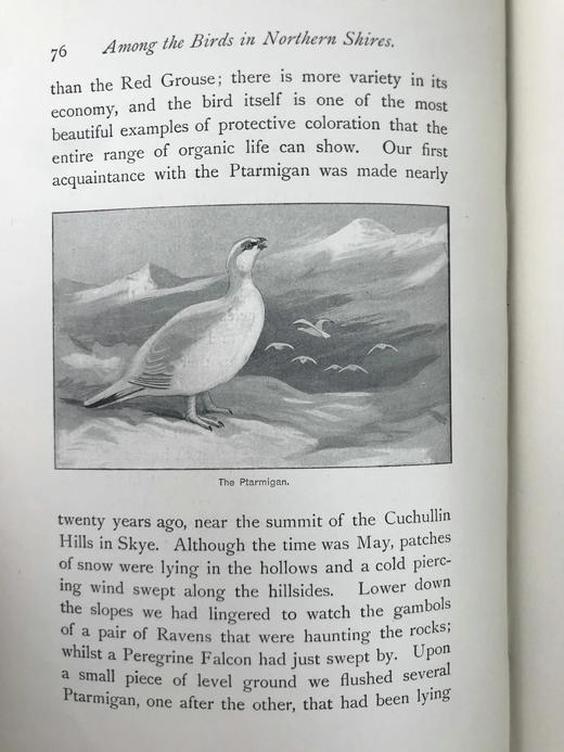 1900年 北方郡鸟类观察记录 1幅彩色40幅黑白插图 漆布精装32开 商品图14