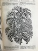 约19世纪后期 图解园艺词典（全4卷） 数百幅精美版画插图 漆布精装16开 商品缩略图10