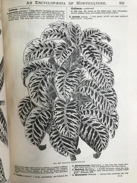 约19世纪后期 图解园艺词典（全4卷） 数百幅精美版画插图 漆布精装16开 商品图10