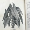 1876年 温室与暖房观叶植物 数十幅版画插图 漆布精装32开 商品缩略图13