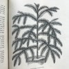 1876年 温室与暖房观叶植物 数十幅版画插图 漆布精装32开 商品缩略图11