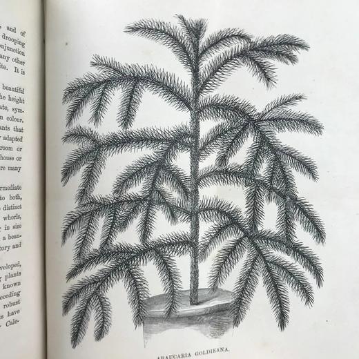 1876年 温室与暖房观叶植物 数十幅版画插图 漆布精装32开 商品图11