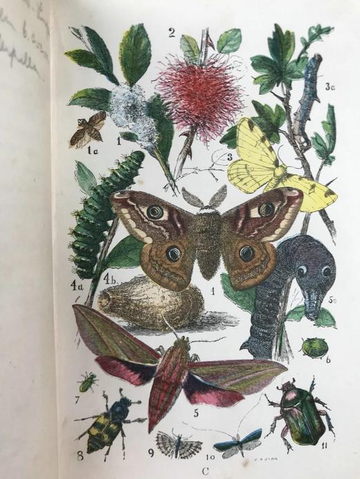 1861年 乡村常见事物图鉴 配多幅套色版画插图 漆布精装36开 商品图6