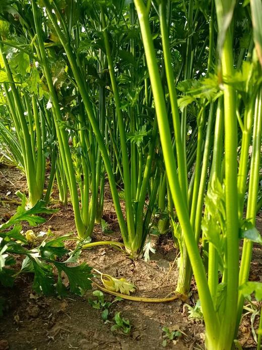 章丘鲍芹30斤 商品图3