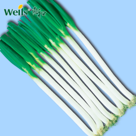 「专业种子」长悦 大葱大田用种种子 越冬栽培，晚春-初夏时不易抽苔