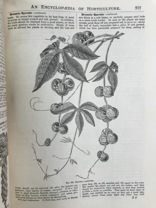 约19世纪后期 图解园艺词典（全4卷） 数百幅精美版画插图 漆布精装16开 商品图13