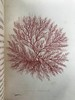 1853年 海洋植物学家：英国海藻研究入门 7页版画插图 真皮精装36开 商品缩略图6