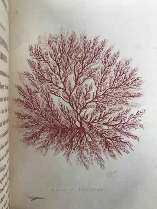 1853年 海洋植物学家：英国海藻研究入门 7页版画插图 真皮精装36开 商品图6