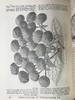 约19世纪后期 图解园艺词典（全4卷） 数百幅精美版画插图 漆布精装16开 商品缩略图11