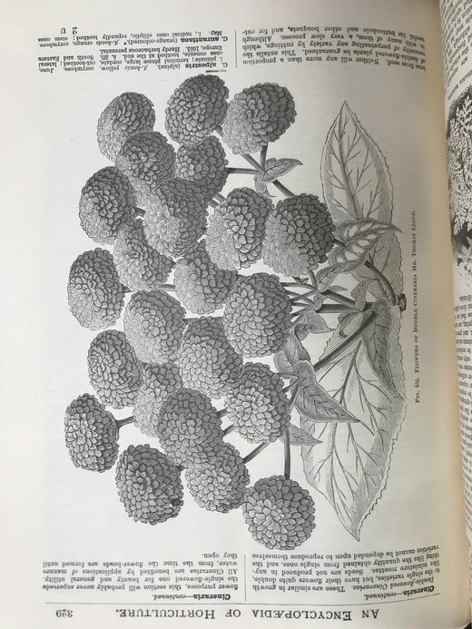 约19世纪后期 图解园艺词典（全4卷） 数百幅精美版画插图 漆布精装16开 商品图11