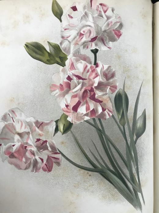 约19世纪后期 图解园艺词典（全4卷） 数百幅精美版画插图 漆布精装16开 商品图4