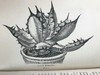 1876年 温室与暖房观叶植物 数十幅版画插图 漆布精装32开 商品缩略图14