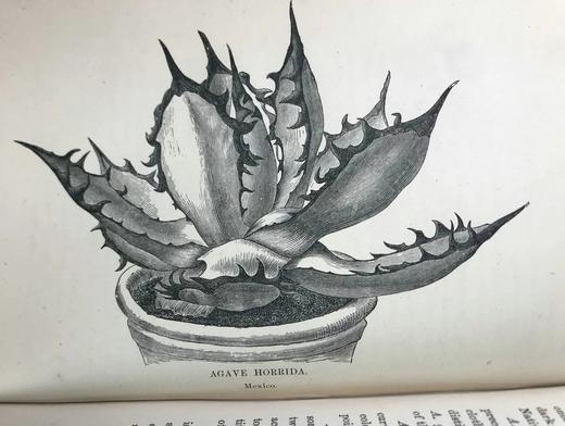 1876年 温室与暖房观叶植物 数十幅版画插图 漆布精装32开 商品图14