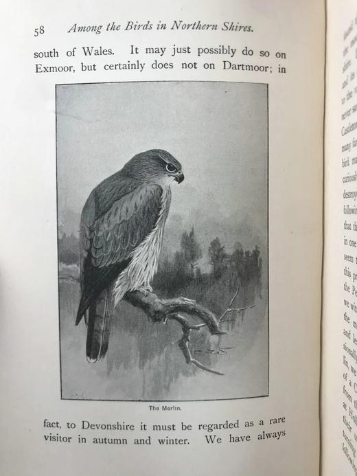 1900年 北方郡鸟类观察记录 1幅彩色40幅黑白插图 漆布精装32开 商品图11