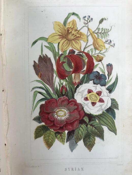 约19世纪后期 万国花卉图鉴 配多幅套色版画插图 漆布精装36开 商品图7