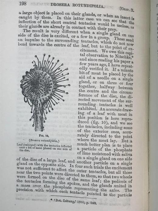 1908年 达尔文《食虫植物》配有插图 漆布精装32开 商品图13