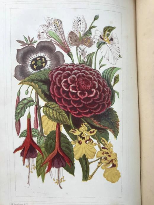 约19世纪后期 万国花卉图鉴 配多幅套色版画插图 漆布精装36开 商品图11