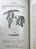 1886年 英国森林树木图鉴 百余幅插图 漆布精装32开 商品缩略图10