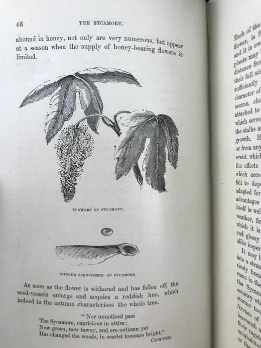 1886年 英国森林树木图鉴 百余幅插图 漆布精装32开 商品图10