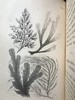 1853年 海洋植物学家：英国海藻研究入门 7页版画插图 真皮精装36开 商品缩略图8