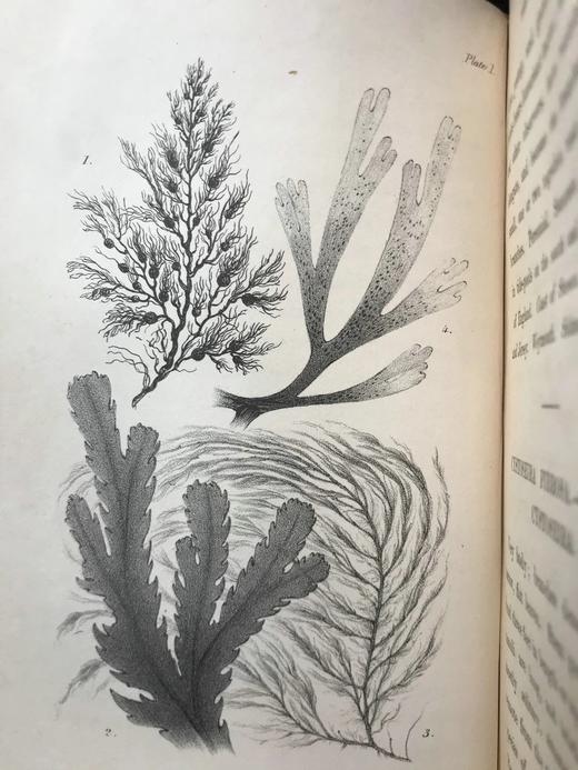 1853年 海洋植物学家：英国海藻研究入门 7页版画插图 真皮精装36开 商品图8