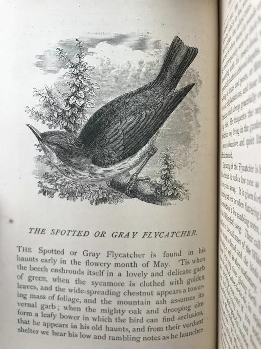 1882年 乡村鸟类生活 数十幅木版画插图 漆布精装32开 商品图9