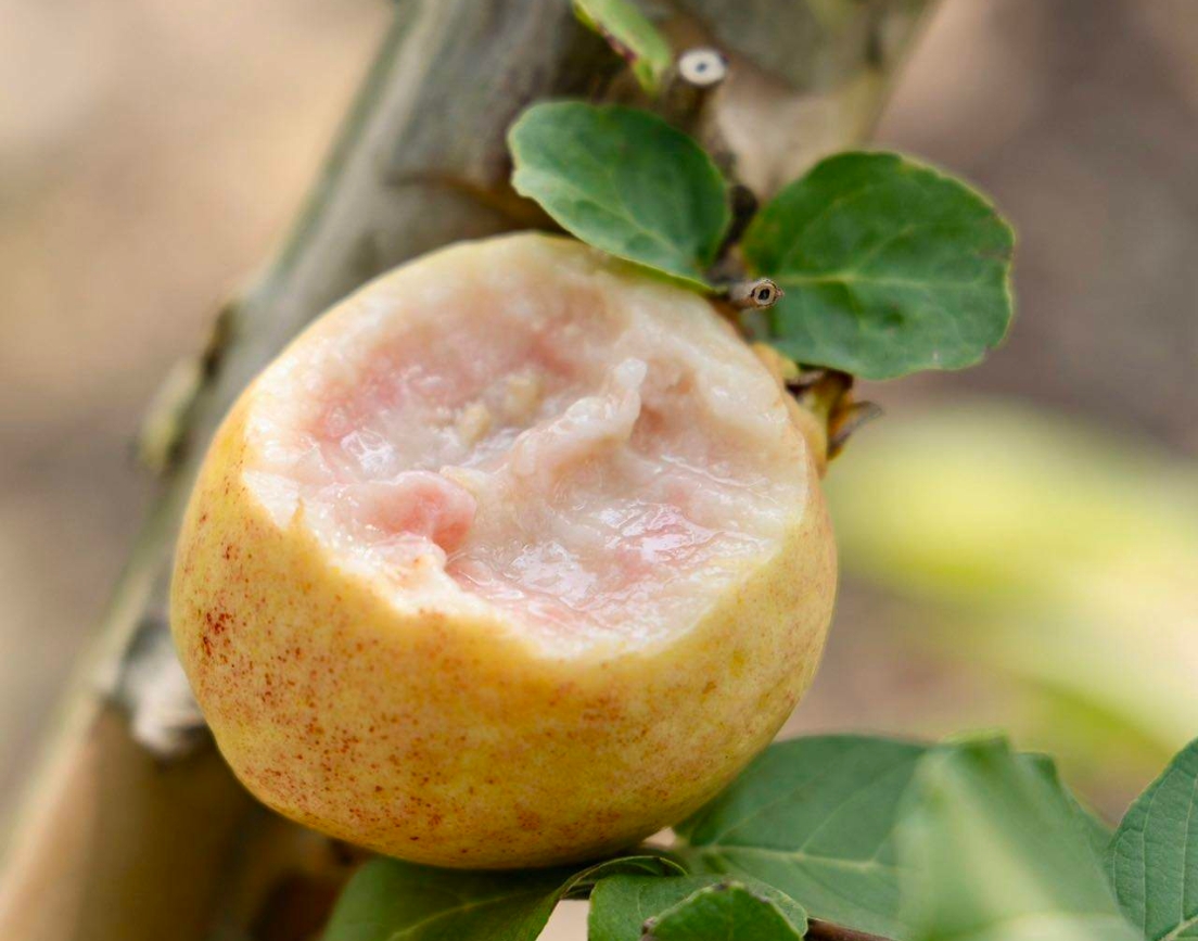 【顺丰空运】2026新款芭乐～樱桃粉红小芭乐软糯香甜，果香夹杂着软滑的口感，好吃基地直邮