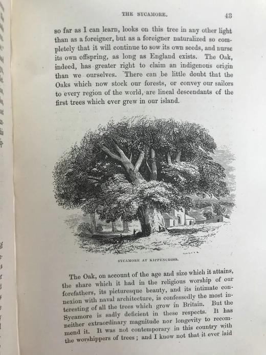 1886年 英国森林树木图鉴 百余幅插图 漆布精装32开 商品图11