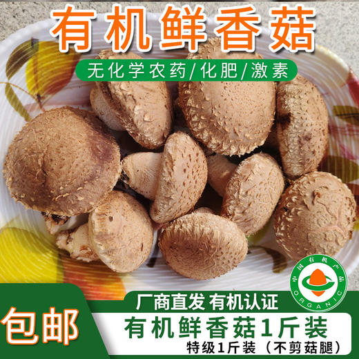 【厂商直发】有机鲜香菇段木香菇1斤/2斤香味浓郁肉质厚实自然鲜美包邮 商品图9