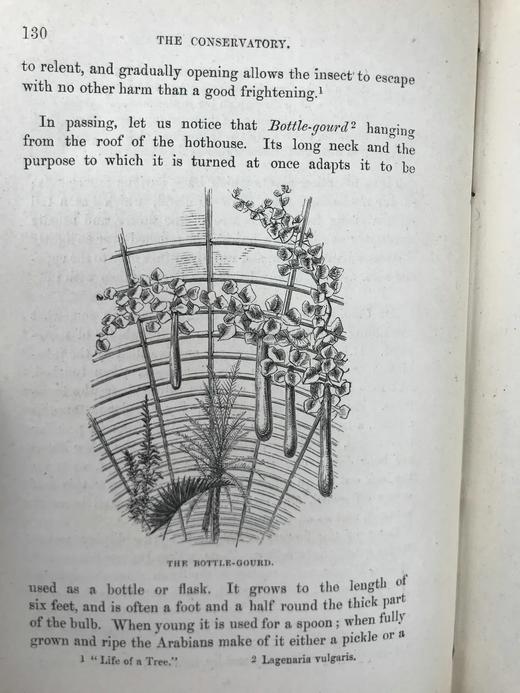 约19世纪后期 植物生命的美丽与奇观 数十幅版画插图 漆布精装36开 商品图8