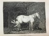 1824年 体育杂志：赛马、狩猎及其他趣味消遣活动月刊 数十幅版画擦图 真皮精装大32开 商品缩略图11