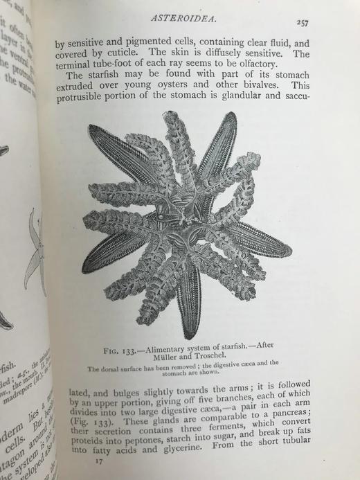 1910年 动物学纲要 420幅插图 漆布精装32开 商品图7